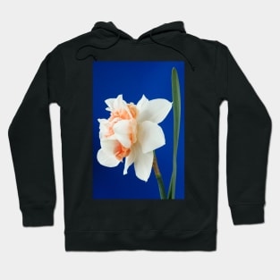 Narcissus  &#39;Replete&#39;    Division 4 Double Daffodil Hoodie